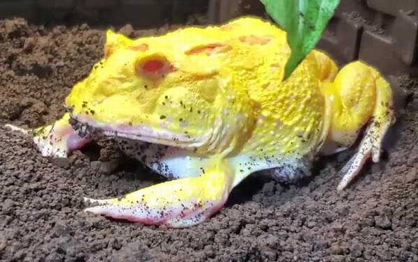 霸王角蛙是什么蛙?