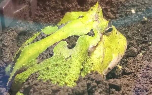 霸王角蛙价格多少钱一只?