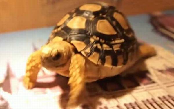 豹纹龟是几级保护动物?