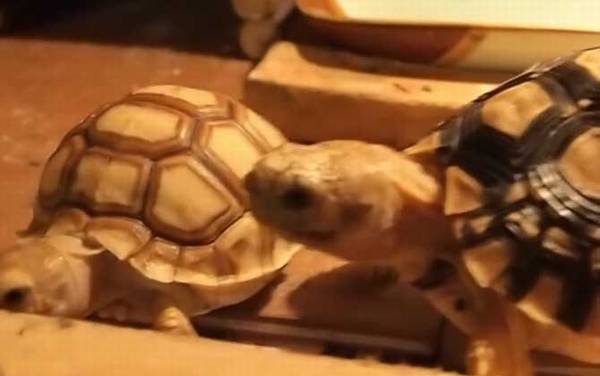 豹纹龟是几级保护动物?