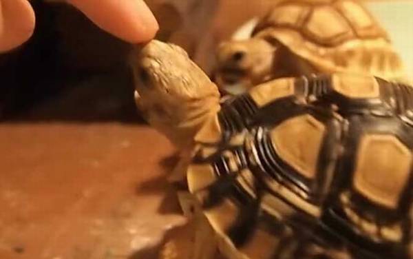 豹纹龟是几级保护动物?