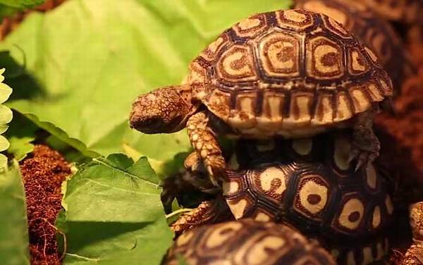 豹龟拉稀怎么回事?