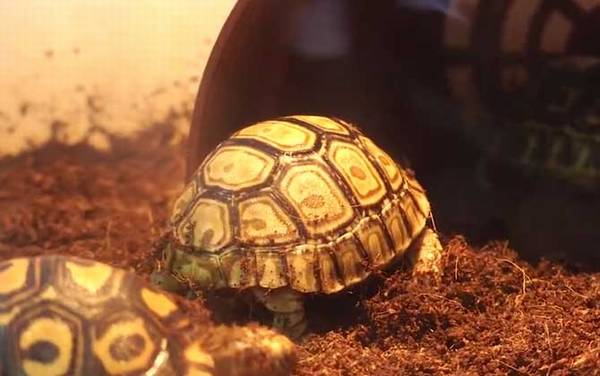 豹龟拉稀怎么回事?