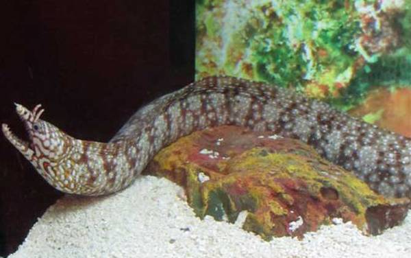 裸胸鳝是什么鱼?