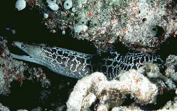 波纹裸胸鳝是什么鱼?