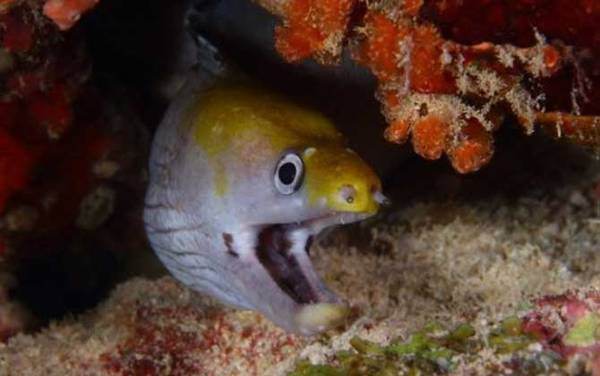 波纹裸胸鳝是什么鱼?