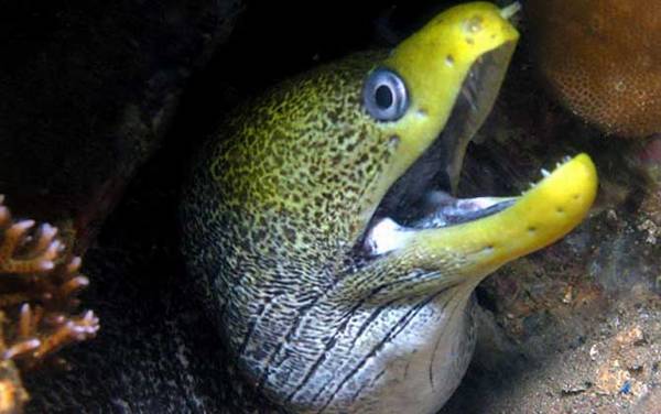 波纹裸胸鳝是什么鱼?