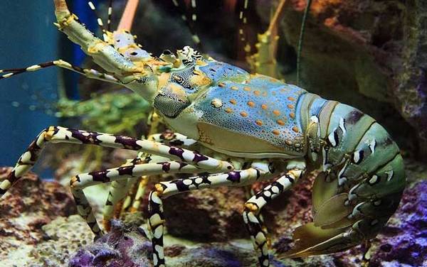 龙虾吃什么食物?