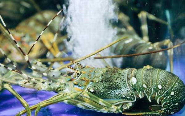 龙虾吃什么食物?