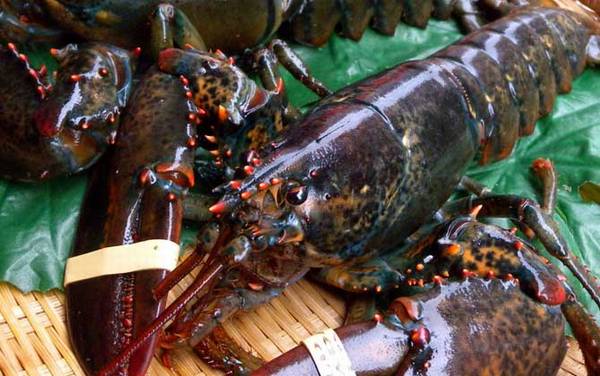 波士顿龙虾是什么动物?