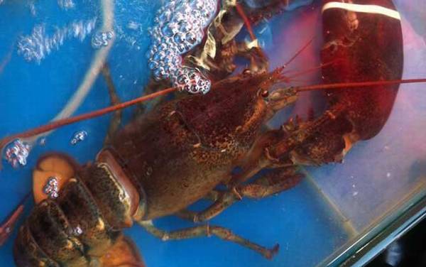 波士顿龙虾是什么动物?