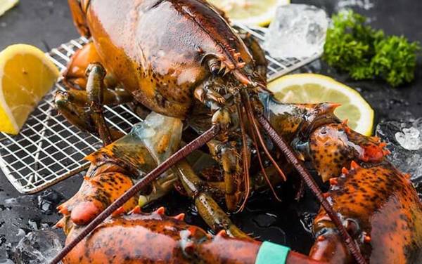 波士顿龙虾是什么动物?