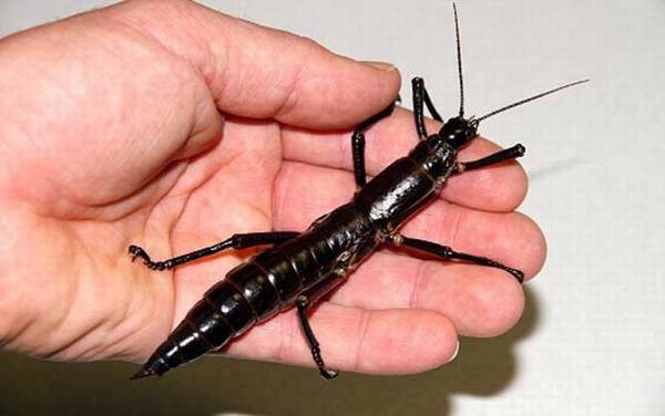 树龙虾是什么动物?