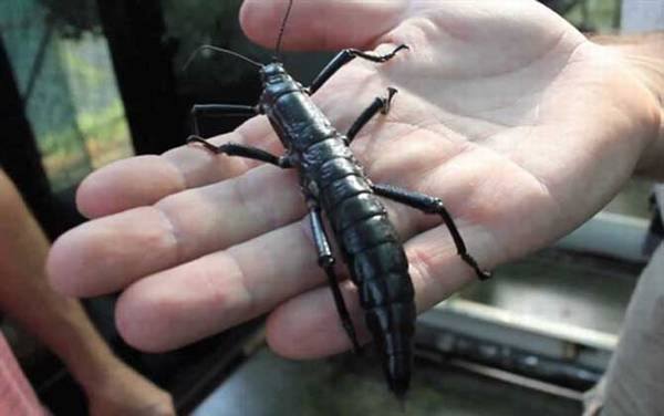 树龙虾是什么动物?
