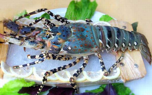 锦绣龙虾是什么动物?