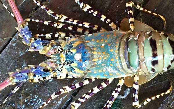 锦绣龙虾是什么动物?