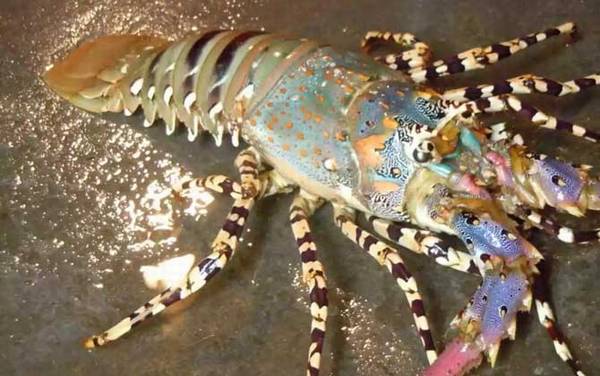 锦绣龙虾是保护动物吗?