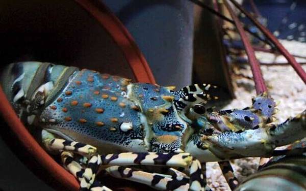 锦绣龙虾是保护动物吗?