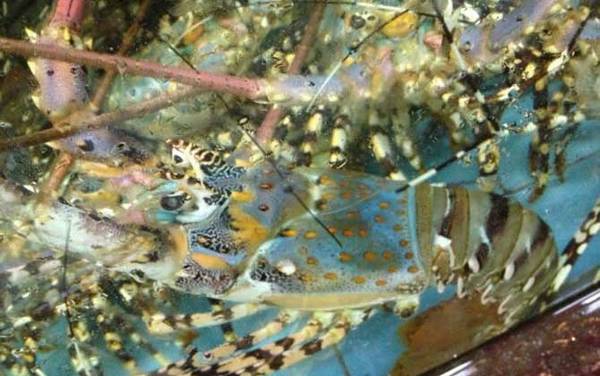 锦绣龙虾是保护动物吗?