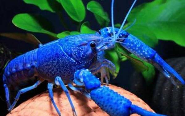 蓝色龙虾是什么动物?