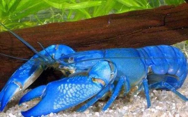 蓝色龙虾是什么动物?