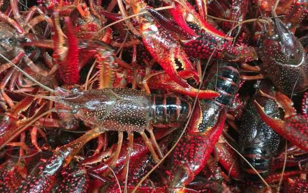 小龙虾养殖技术及注意事项