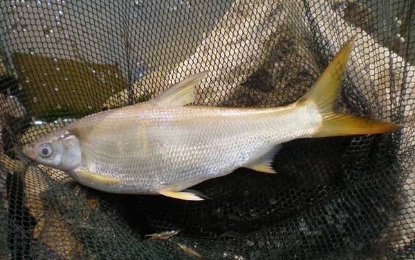 鲮鱼和鲴鱼有什么区别?