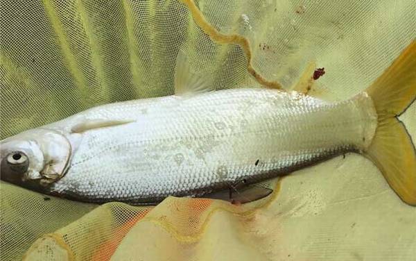 鲮鱼和鲴鱼有什么区别?