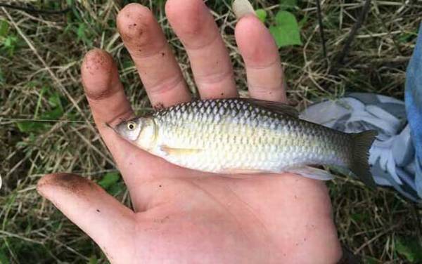 白条鱼和麦穗鱼有什么区别?