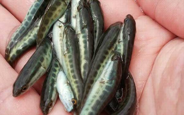 黑鱼苗价格多少钱一尾?