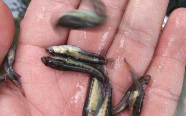 黑鱼苗价格多少钱一尾?