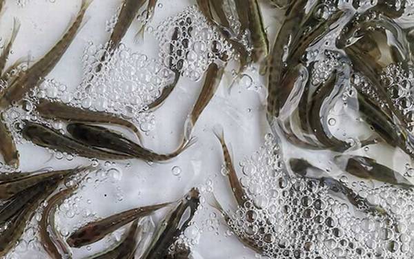 黑鱼苗价格多少钱一尾?