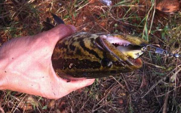 黑鱼是世界上最脏的鱼吗?