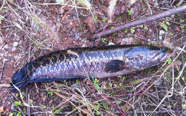 黑鱼是世界上最脏的鱼吗?