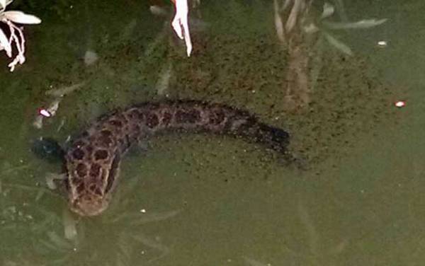 黑鱼多少度温度才开口?