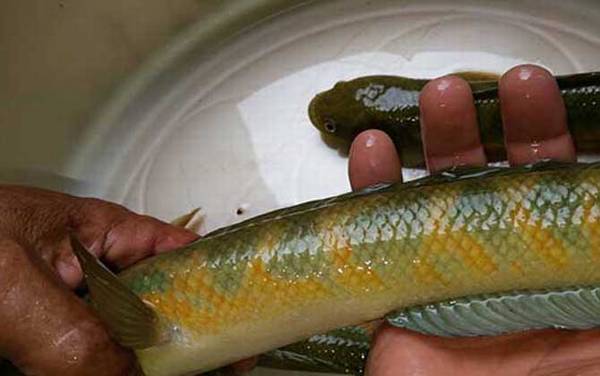 黑鱼多少度温度才开口?