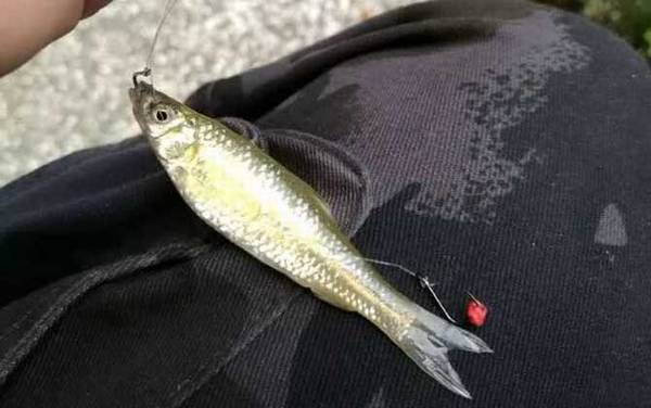 麦穗鱼怎么分公母?