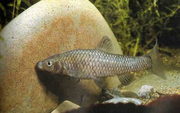 麦穗鱼怎么分公母?