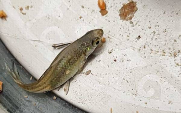 麦穗鱼能活多久?