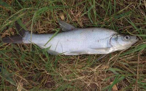 什么鱼吃麦穗鱼?