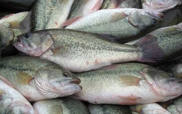 我国鲈鱼产于哪里?