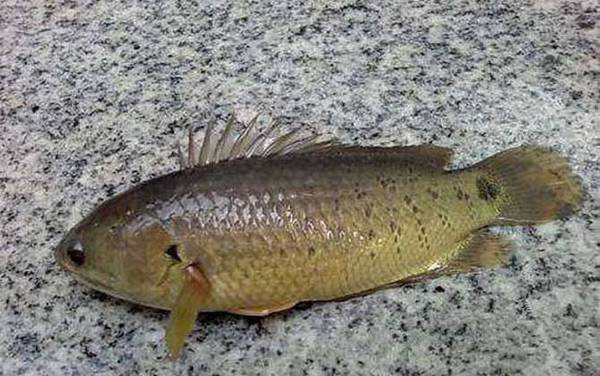 我国鲈鱼产于哪里?