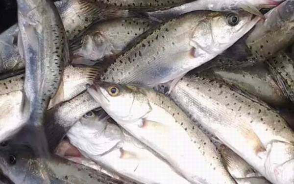 海鲈鱼是什么鱼?