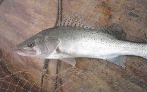 海鲈鱼是什么鱼?