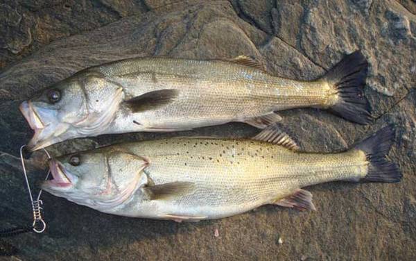 海鲈鱼是什么鱼?