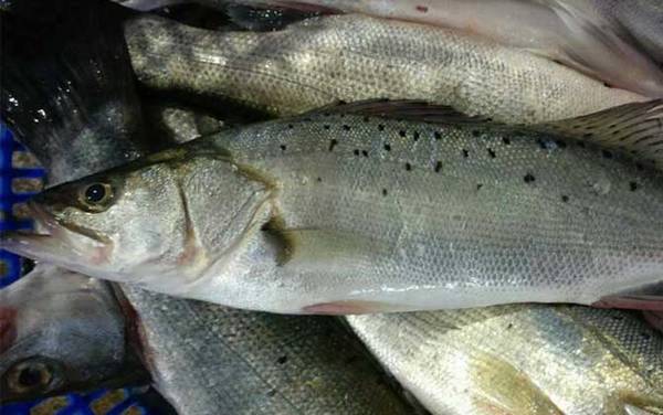 海鲈鱼是什么鱼?