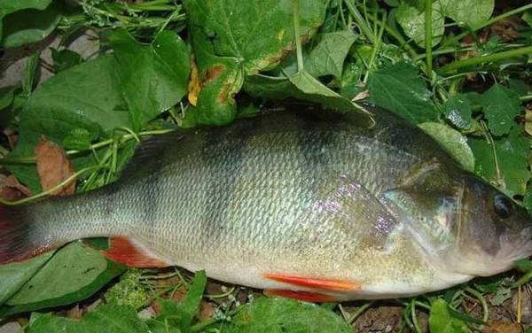河鲈是什么鱼?
