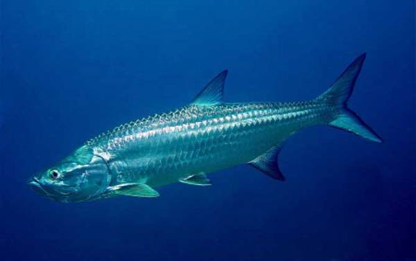 大海鲢是什么鱼?