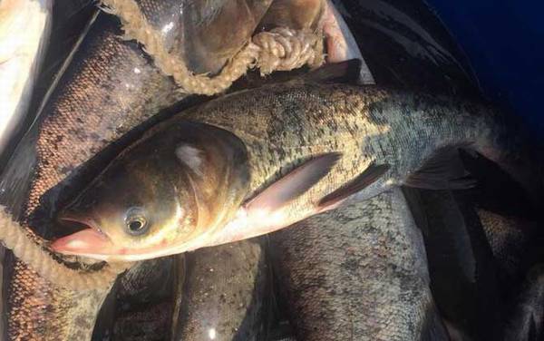 花鲢鱼最爱吃什么食物?