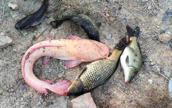 白化鲶鱼是什么鱼?